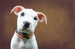 Understanding Dogs (2026)