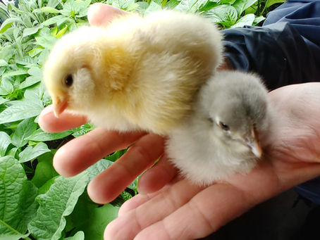New hens!?