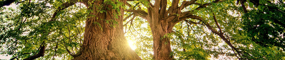 tree_edited.jpg