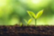 AdobeStock_204070516_plantes_quipoussent