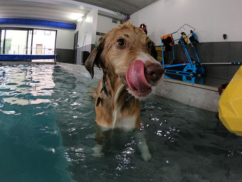 Aywaille - Aqua-dog