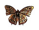 Magician%2520Moth%252C%2520Real%2520Moth