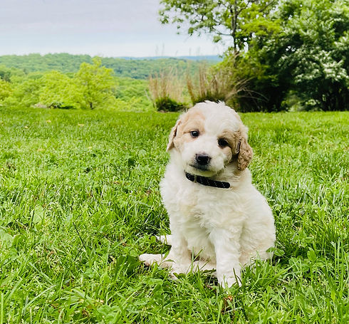 Princeton
