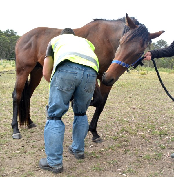 Hoof Trim Jan 2015