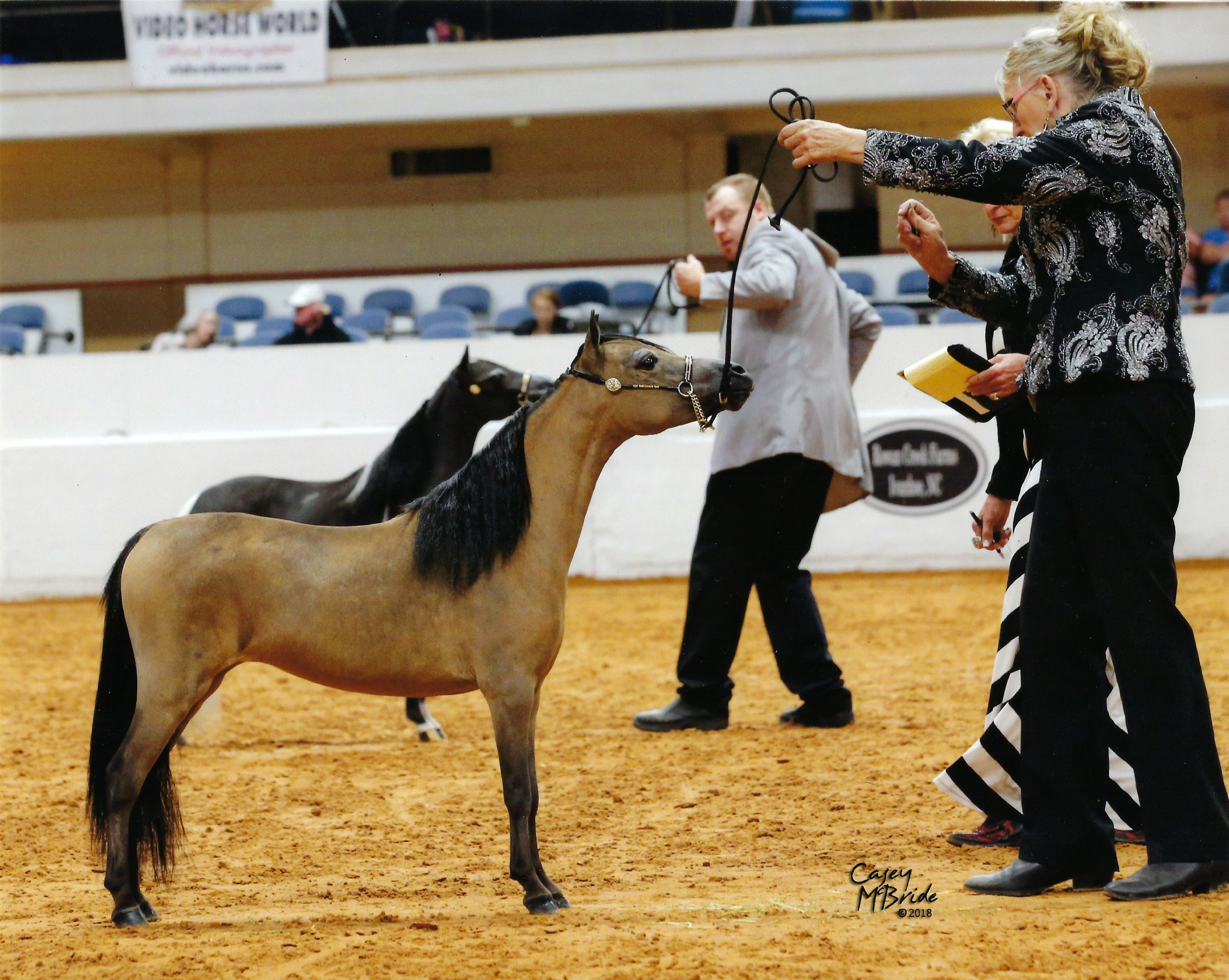 Top Pedigree Miniature Mares For Sale Scott Creek Miniature Horse Farm