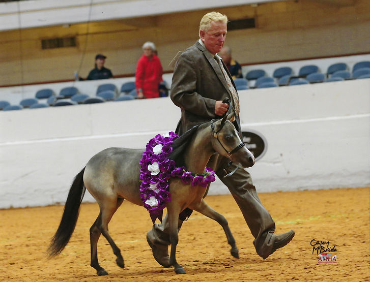 Scott Creek Miniature Horse Farm