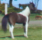 SCOTT CREEK MY KEY TO JEWELS