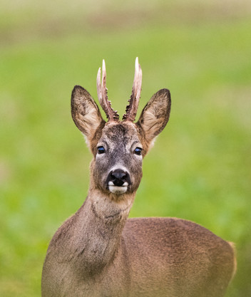 Pricket Roe buck
