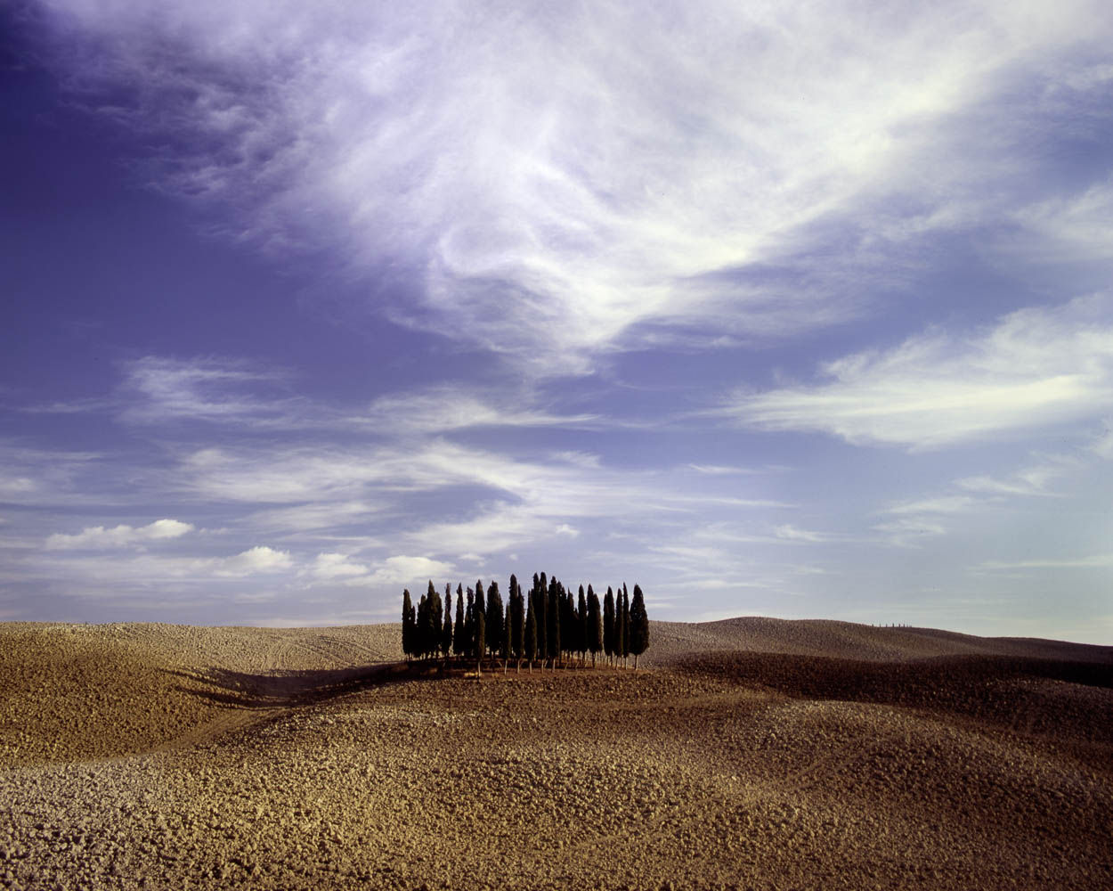 Cypress Trees, San Quirico, Tuscany 2005