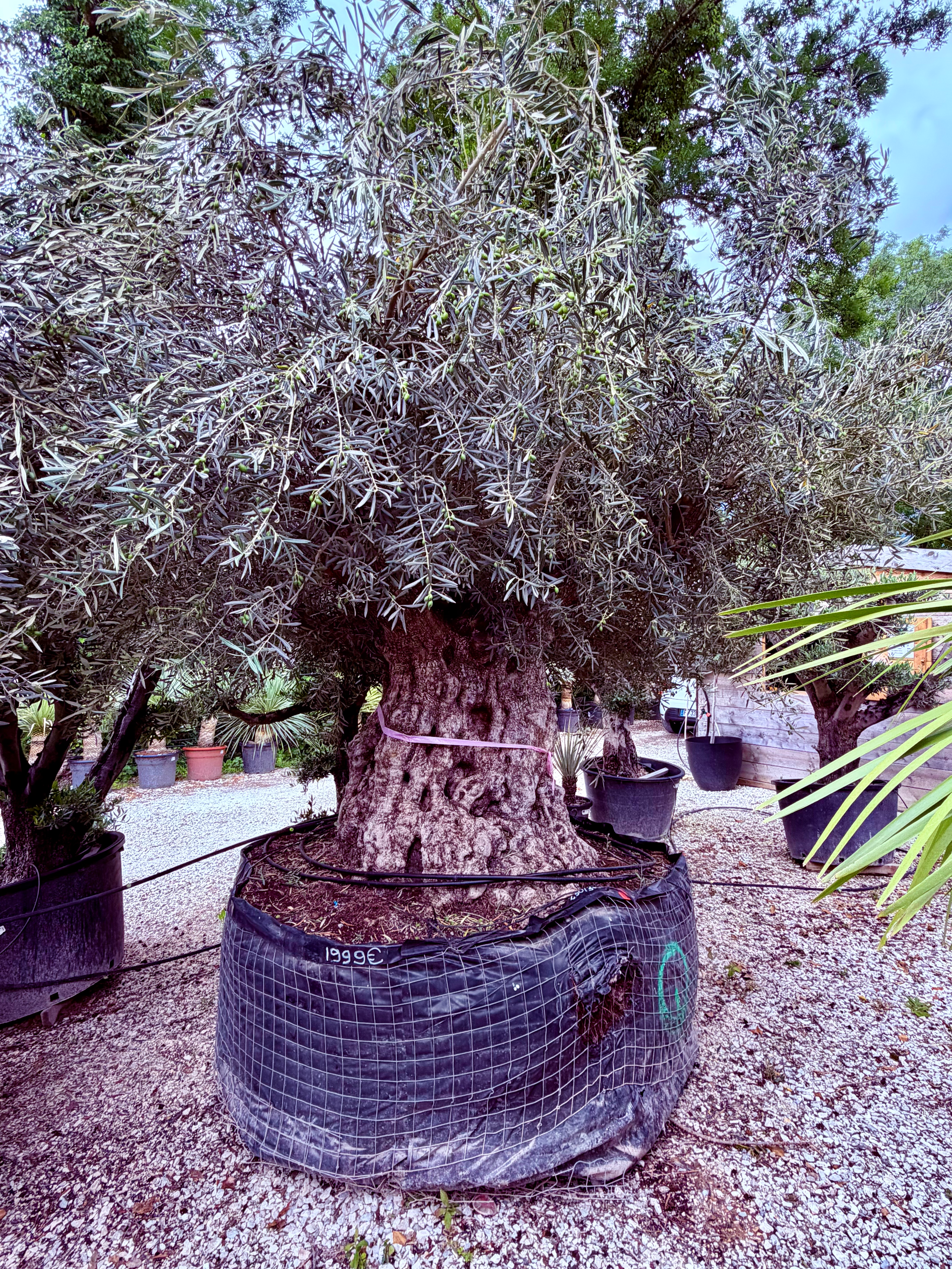 Olivier Europea Bonsai Hauteur 250cm