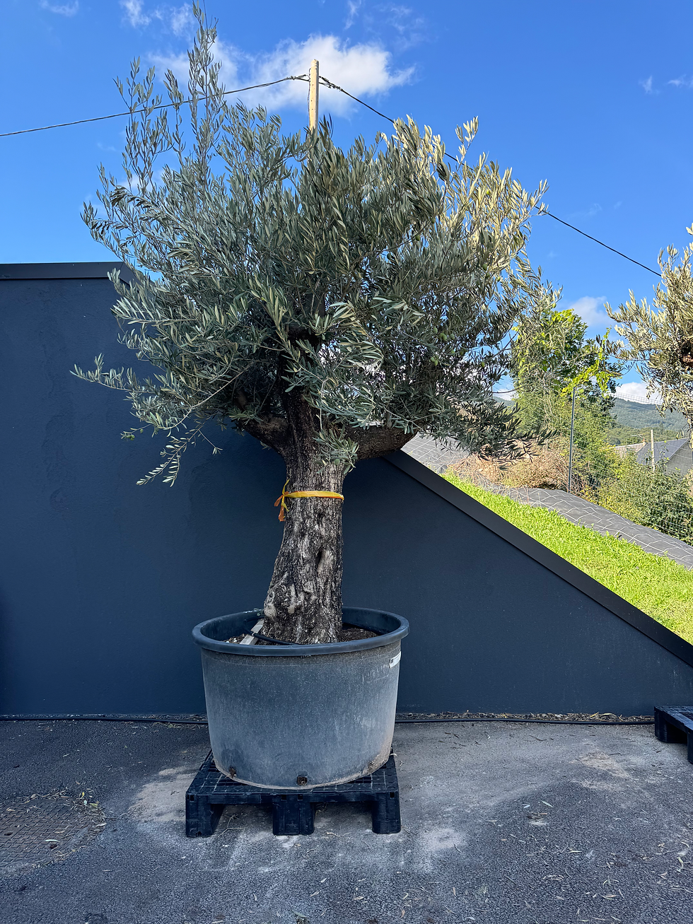 Miniature : Olivier Bonsai