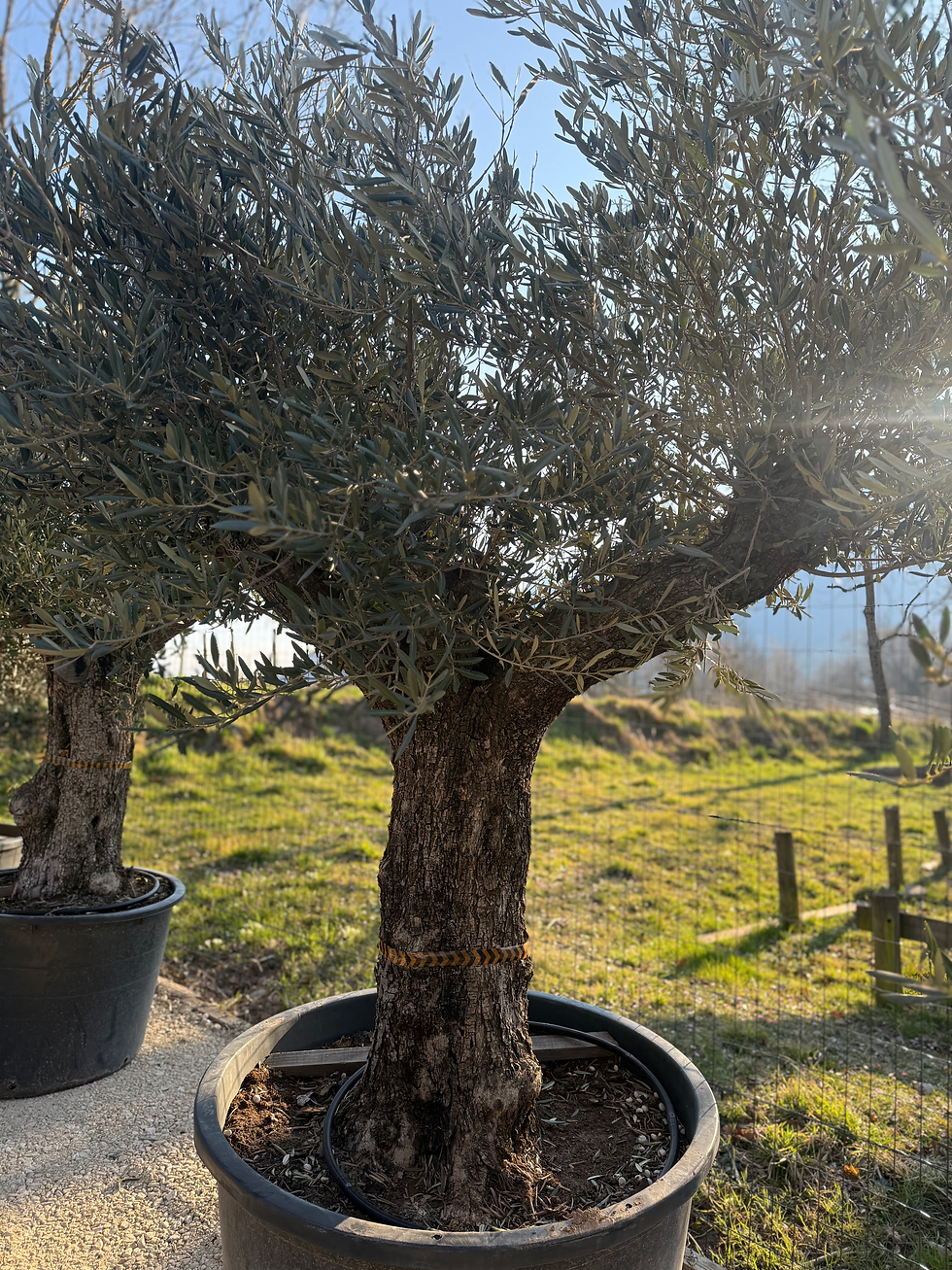 Miniature : 🌴 Olivier Europea Bonsai 🌴 285L