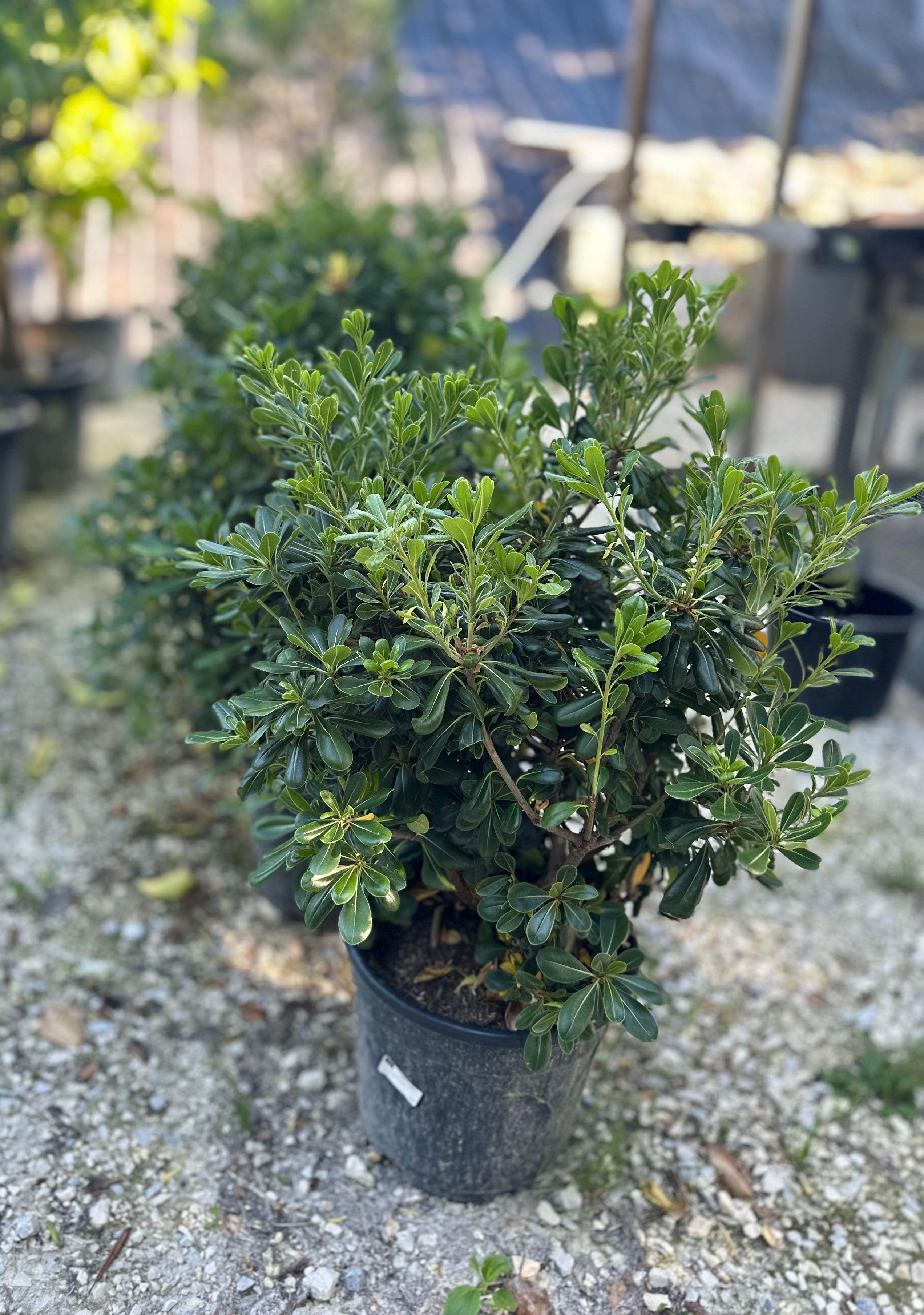 Pittosporum tobira