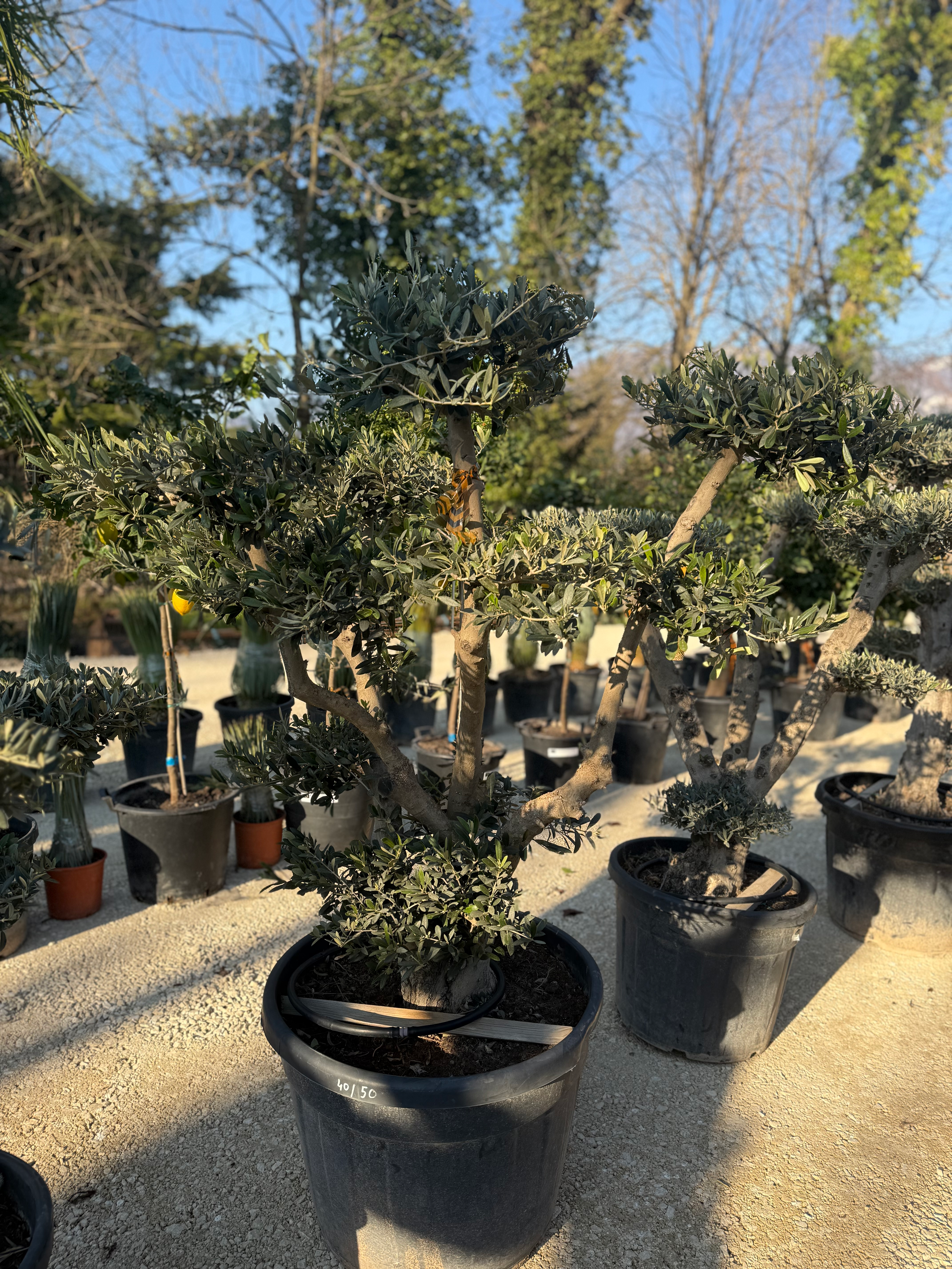 🌴 Olivier plateau nuage 🌴