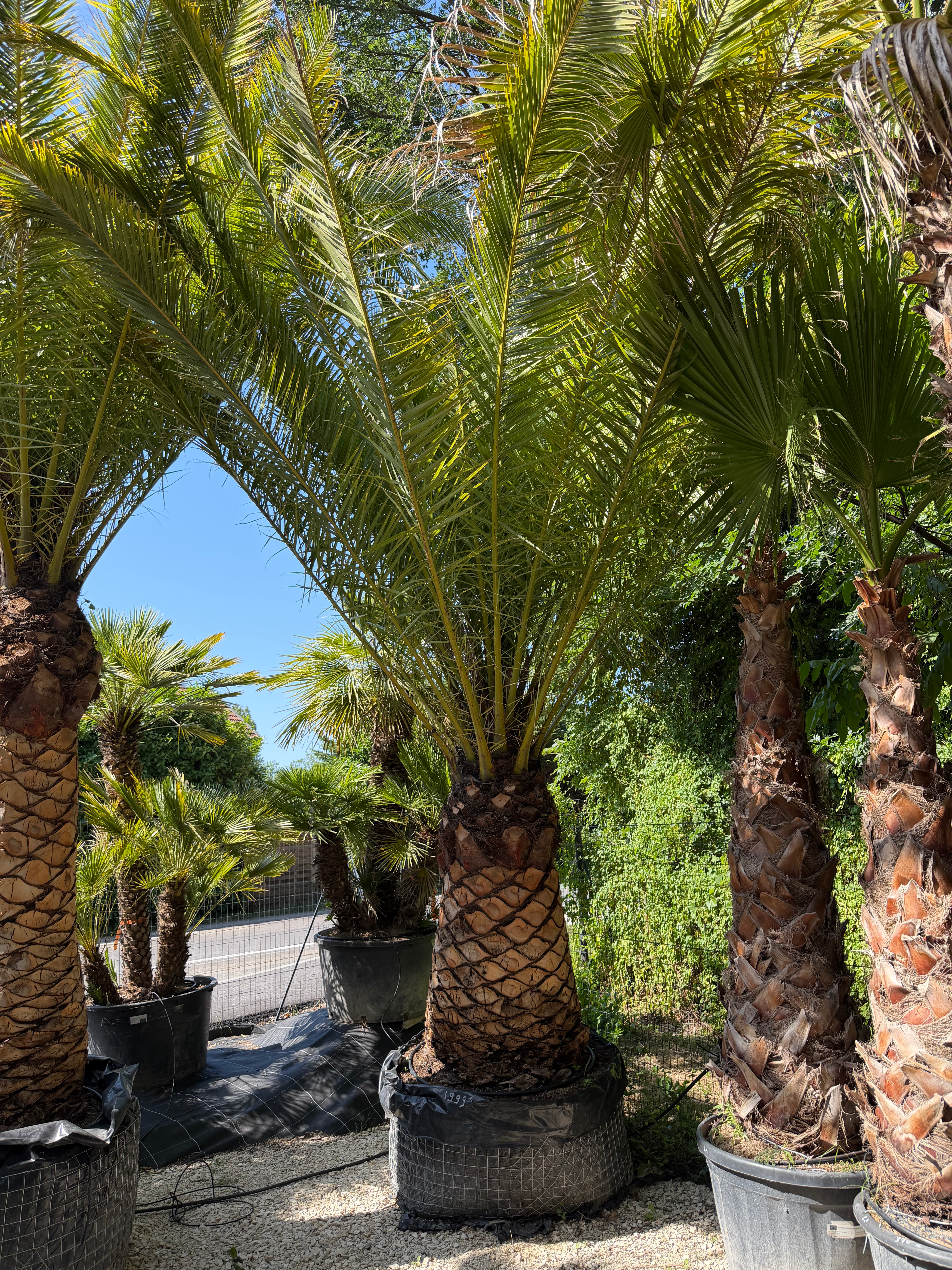 🌴 Palmier Phoenix Canariensis tronc nettoyé 3/4m XXL🌴