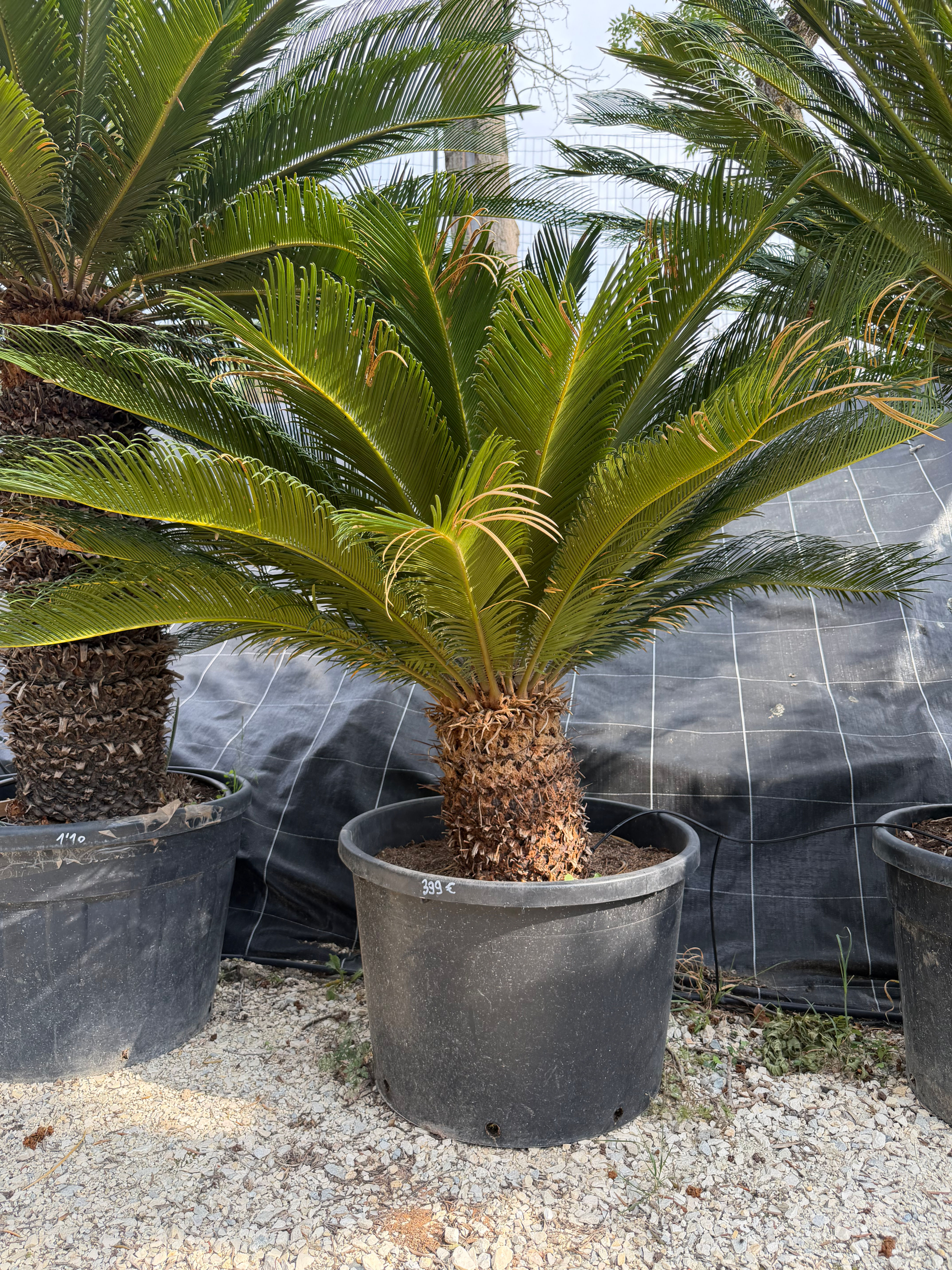 🌴 Palmier cycas revoluta 🌴120L