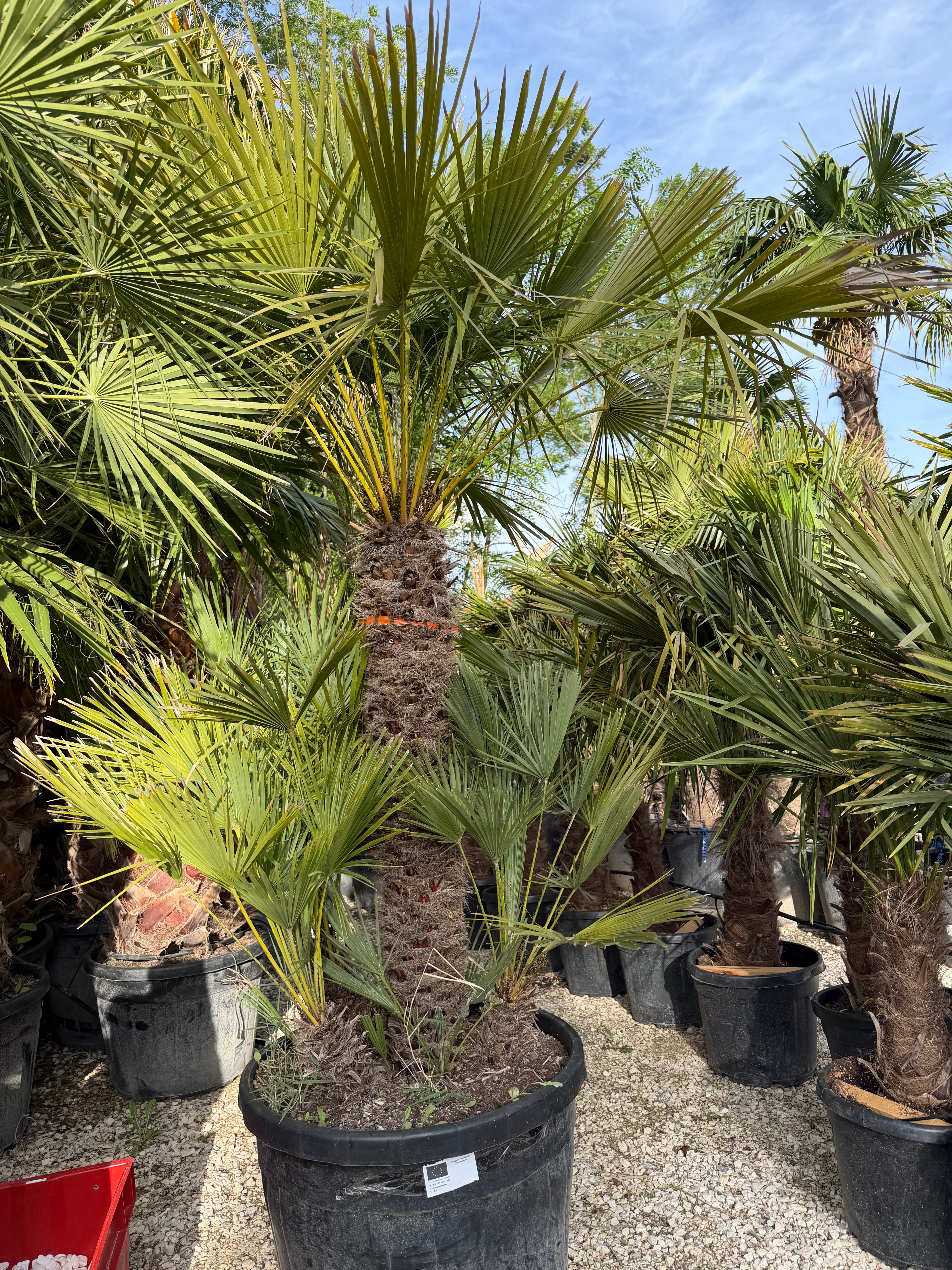 🌴Palmier Chamaerops Humilis XL 🌴