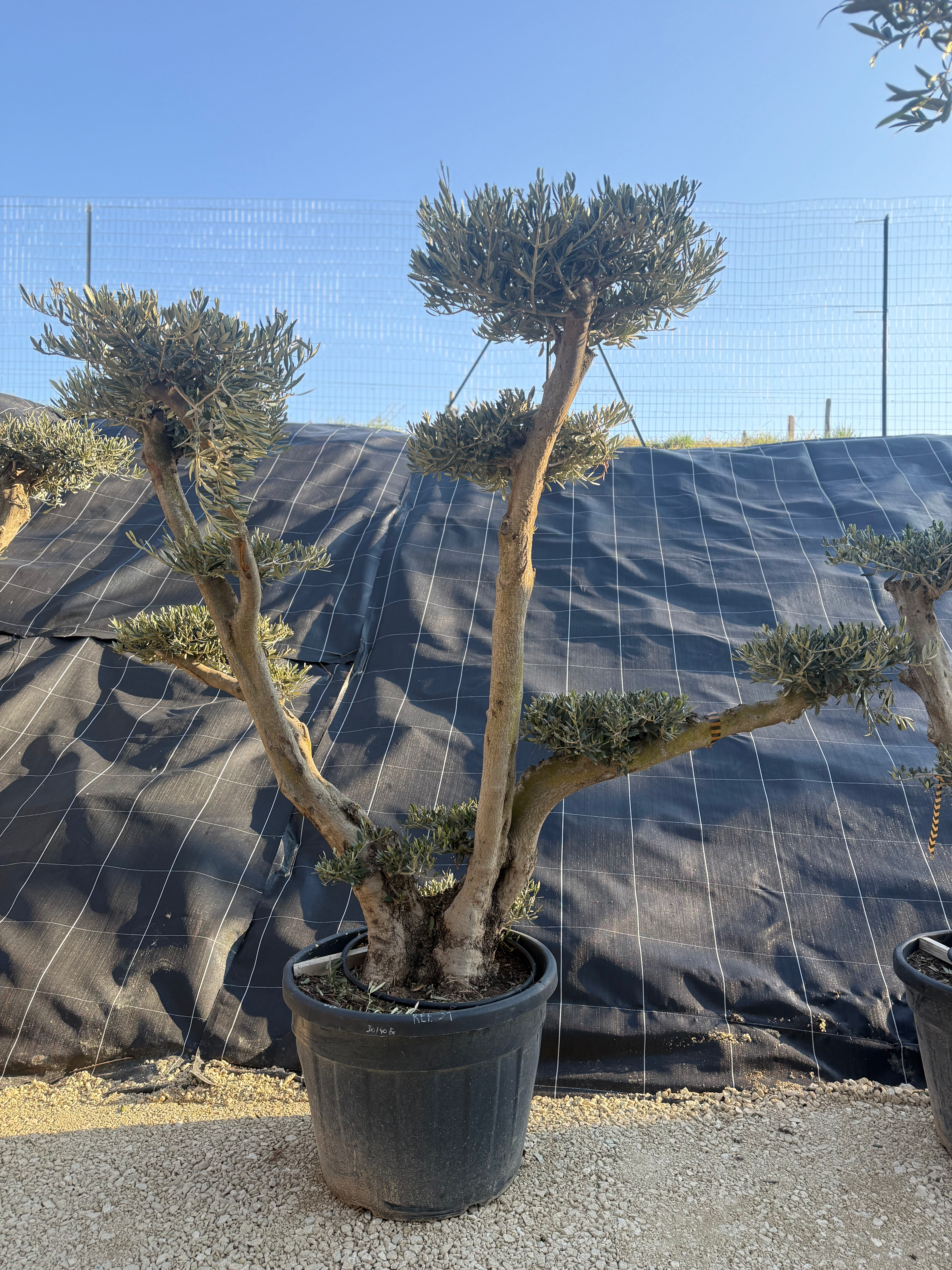 🌴 Olivier plateau nuage 🌴