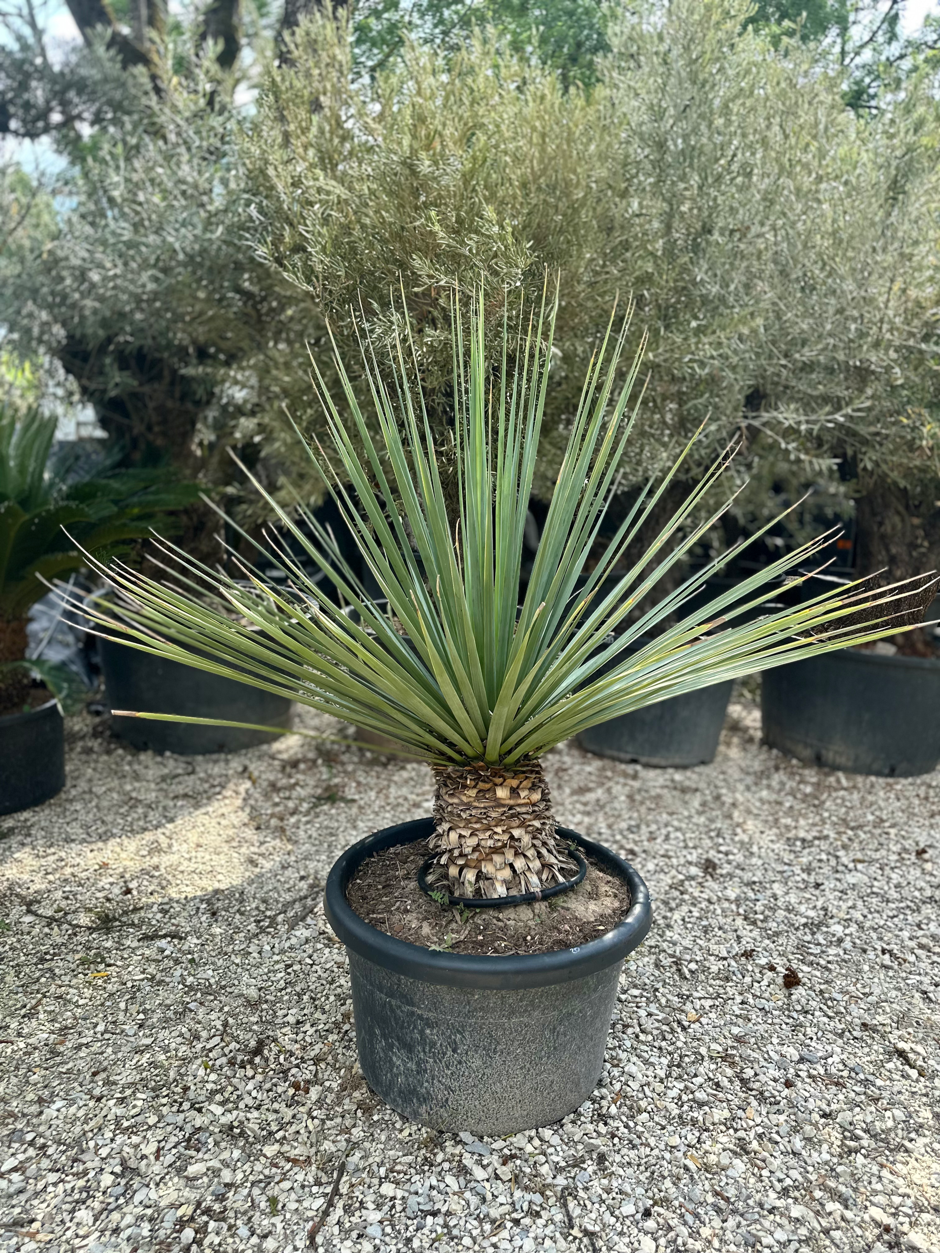 Nolina Nelsoni