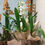 Miniatura: Orquídea 04 Sob consulta