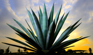 Indian Agave Americana