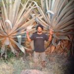 Desmond Nazareth and Indian Agave Plants.
