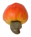 Cashew fruit