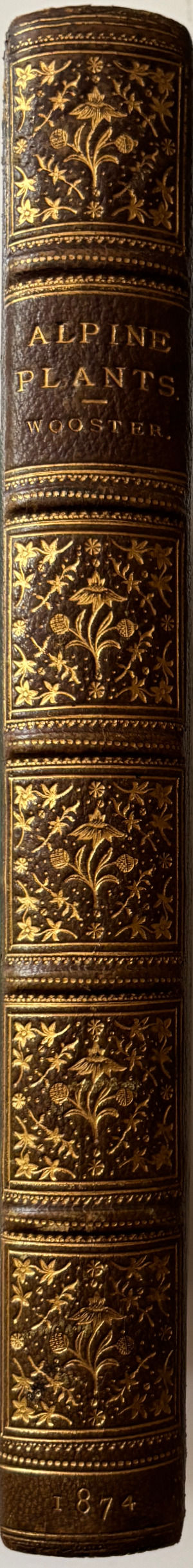 Thumbnail: Alpine Plants by David Wooster, 1874