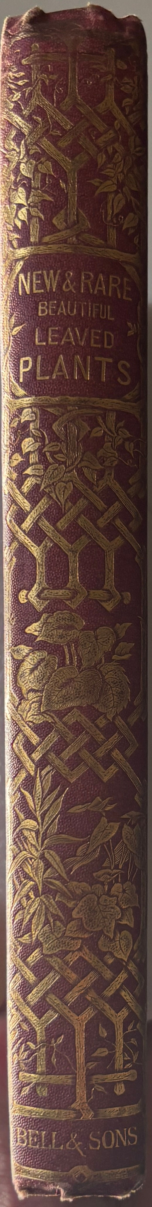 spine