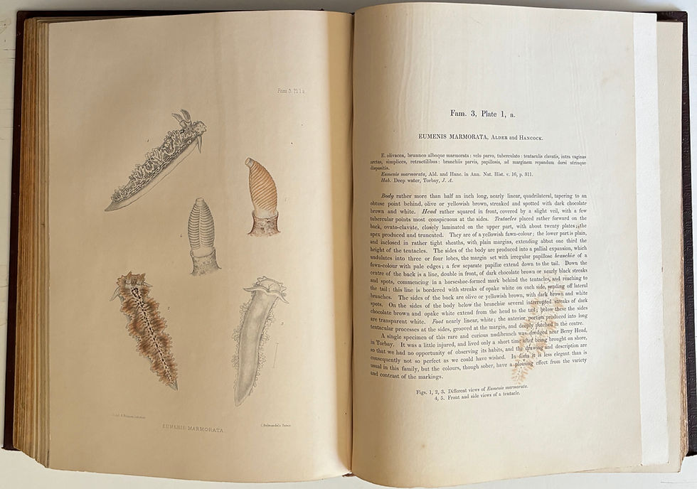 Thumbnail: A Monograph of the British Nudibranchiate Mollusca, first edition