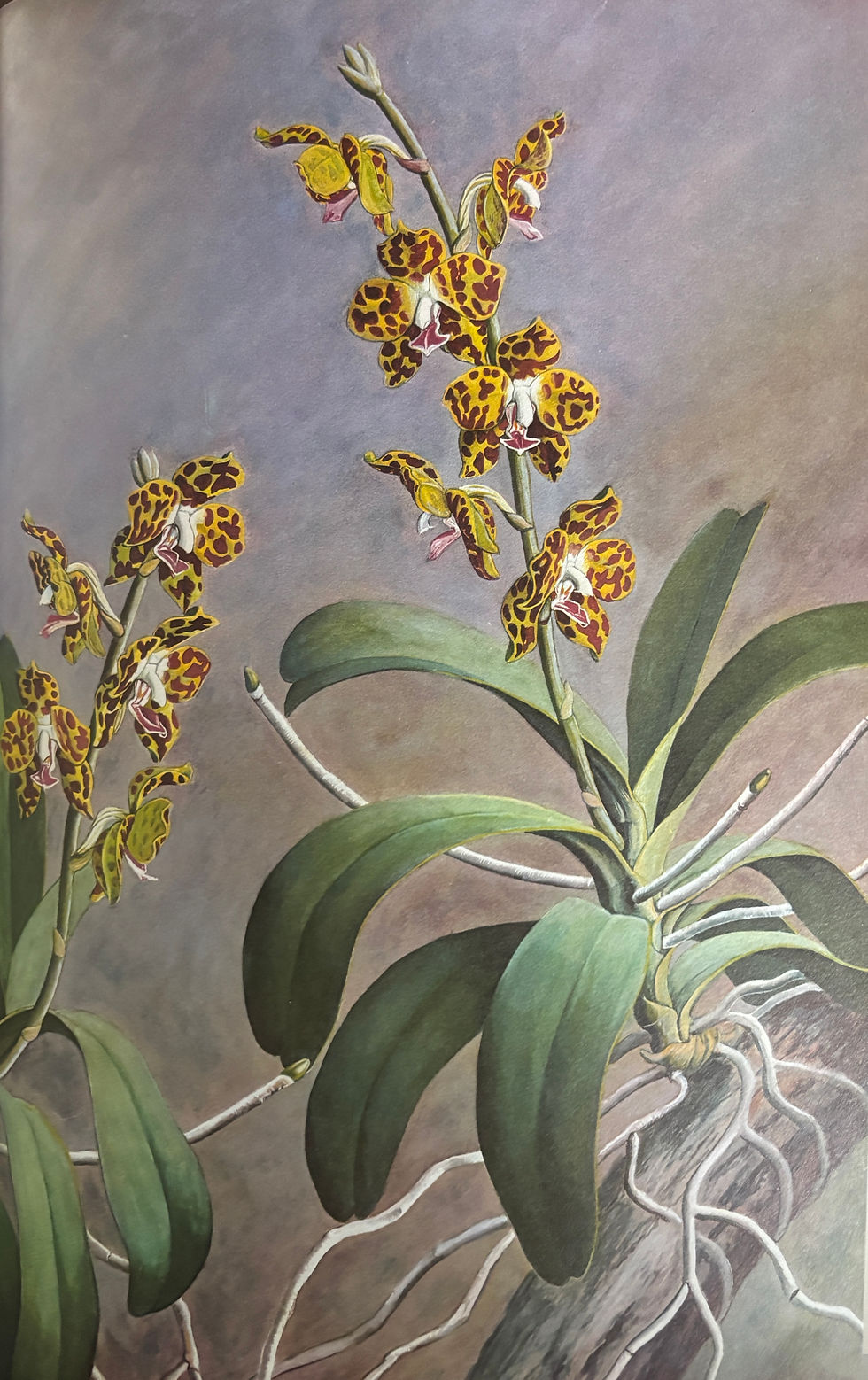 Thumbnail: A Book of Orchid Paintings by James F. Walford, 1972