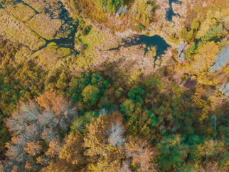 Brown and green trees in a bog during daytime from a birds-eye view.