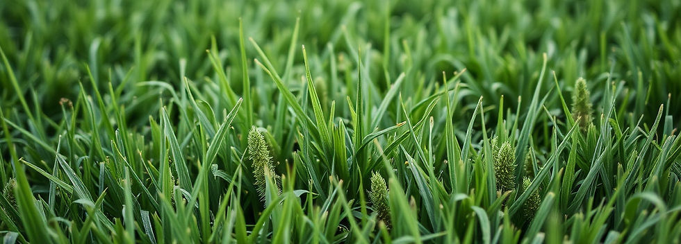 grass or pretty lawn.jpg