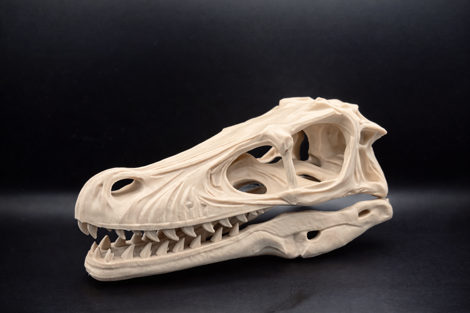 Crâne de Velociraptor Taille Réelle 23 cm – Réplique Fossile Préhistorique