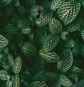 green and white leaf plant_edited_edited