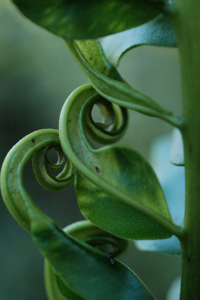 Close-up of vibrant green fern fronds with spiral tendrils, showcasing natural texture and