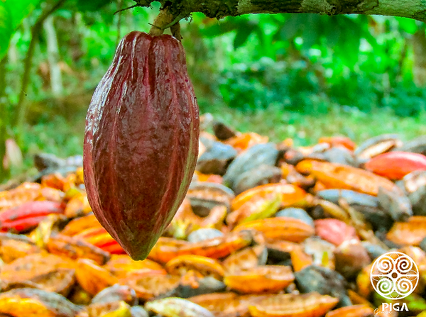 cabosse de cacao