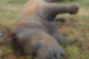 pasted image 0 (7).png