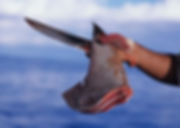 pasted image 0 (10).png