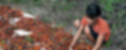 pasted image 0 (3).png