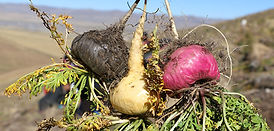 Colors of maca