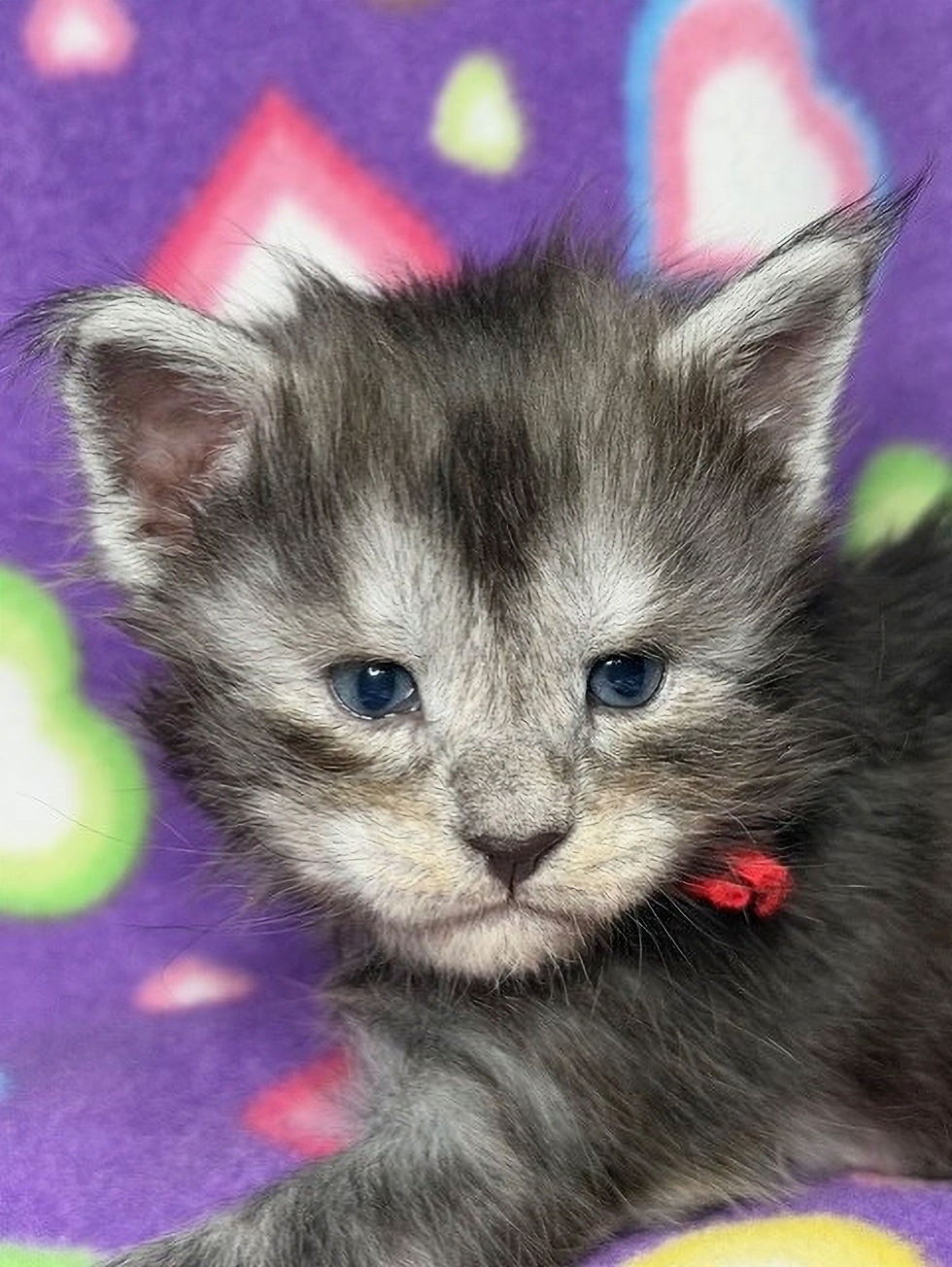 Close-up view of a Maine Coon cat being groomed with a brush