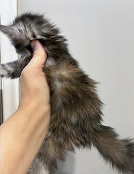 Silver,Red Torbie Maine Coon kitten Large blood lines