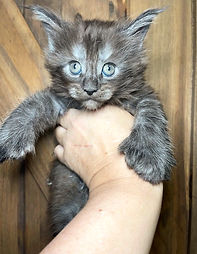 Black Smoke Polydactyl female