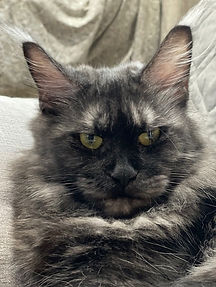 Black Smoke Maine Coon with fierce look at camera