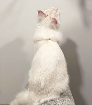 “Titan – Purebred Maine Coon King with strong bone structure and champion bloodline”