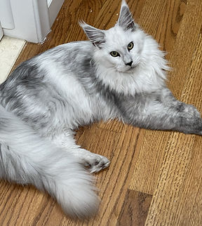 Beautiful High black smoke shaded line Maine Coon laying comfortably on the floor