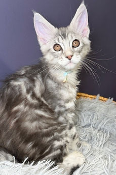 side view of silver tabby Maine Coon kitten