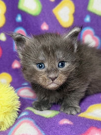 Blue Smoke Male Maine Coon kitten