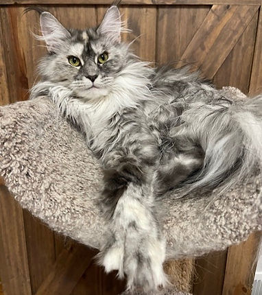Large expressive Blue Torbie Maine Coon Polydactyl Maine Coon with Massive paws
